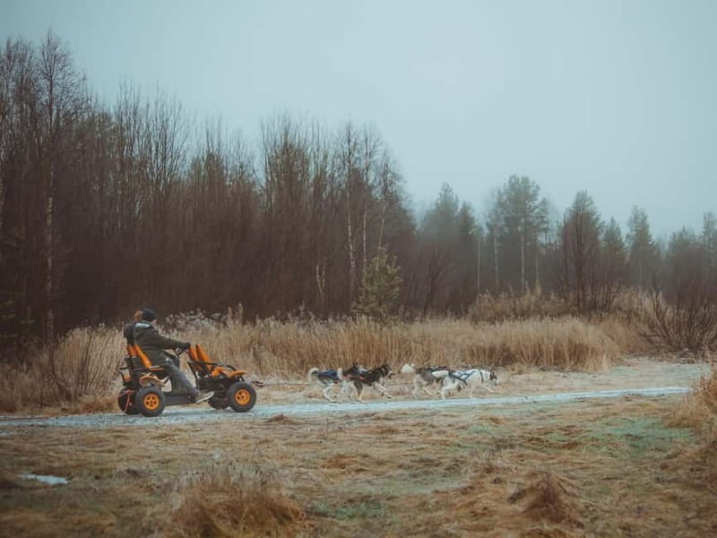 Rovaniemi: Autumn Husky Ride on Wheels - Practical clothing and booking advice