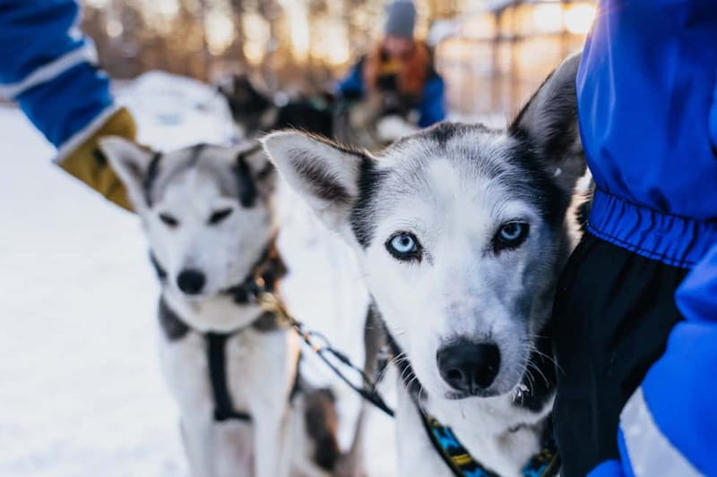 Rovaniemi: Autumn Husky Ride on Wheels - Why huskies train on wheels before winter