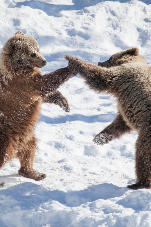 Rovaniemi: Day at Ranua Wildlife Park Arctic Zoo - Key points to know before booking