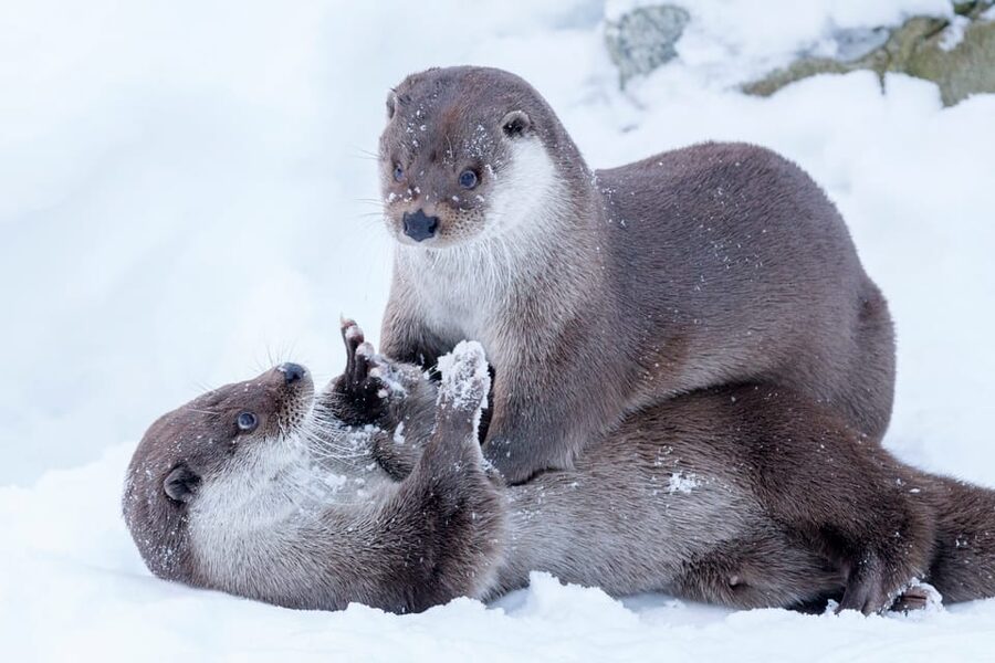 Rovaniemi: Day at Ranua Wildlife Park Arctic Zoo - Why Ranua makes a good Arctic day trip