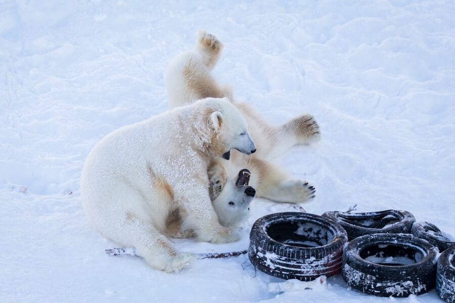 Rovaniemi: Day at Ranua Wildlife Park Arctic Zoo - What the animal collection offers