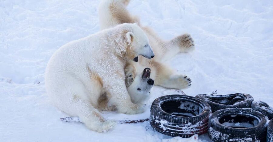 Rovaniemi: Day at Ranua Wildlife Park Arctic Zoo - The one-hour journey from Rovaniemi