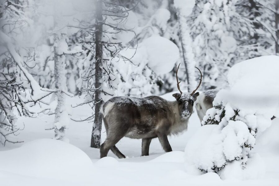 Rovaniemi: Daytime Reindeer Sleigh Ride - Key points to know before booking