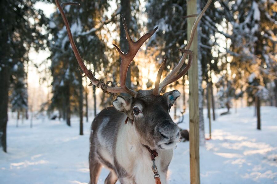 Rovaniemi: Daytime Reindeer Sleigh Ride - What this Rovaniemi reindeer ride really offers