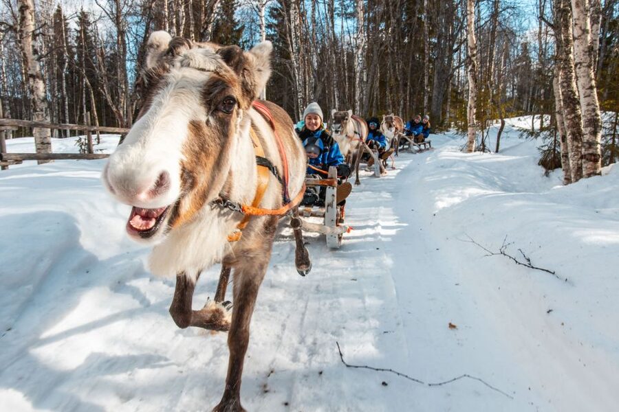 Rovaniemi: Daytime Reindeer Sleigh Ride - The 1.5-kilometer sleigh ride through the forest