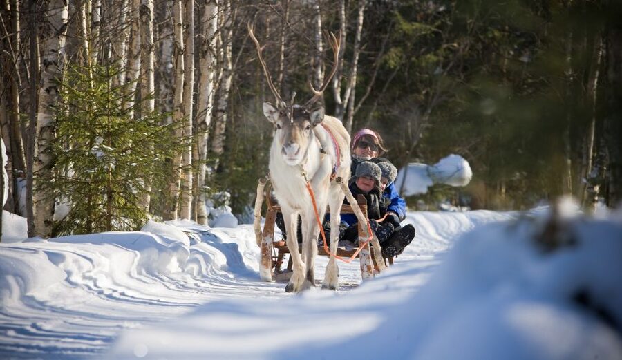 Rovaniemi: Daytime Reindeer Sleigh Ride - Families, photographers, and first-time visitors