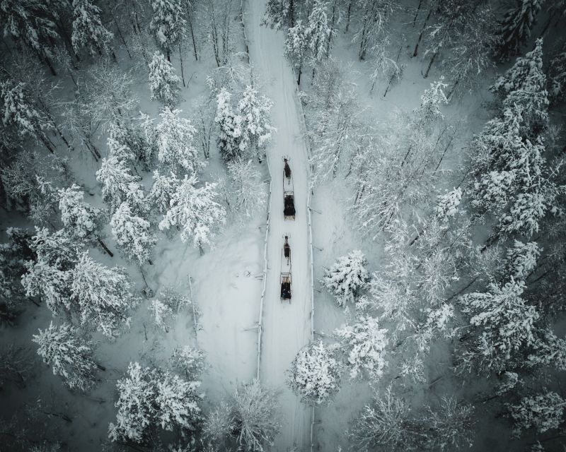 Rovaniemi: Daytime Reindeer Sleigh Ride - Starting at Safartica’s Rovaniemi office