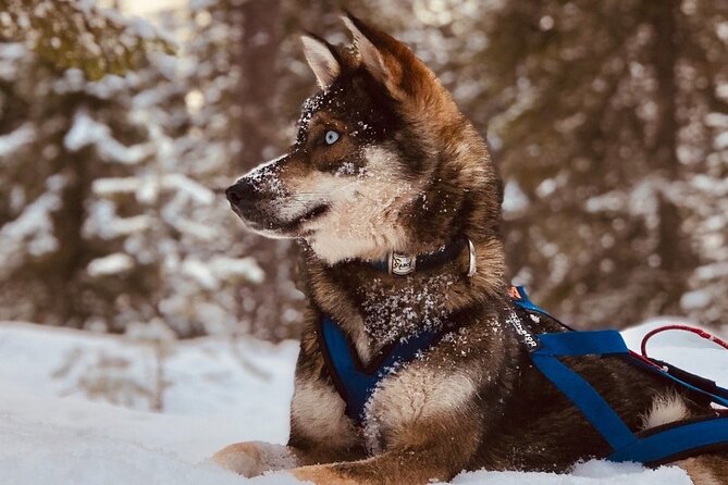 Rovaniemi: Drive Your Own Husky Team (6–10 km) & BBQ - Key points to know before you book