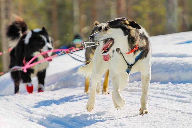 Rovaniemi: Drive Your Own Husky Team (6–10 km) & BBQ - The ride begins with a lesson, not a photo opportunity
