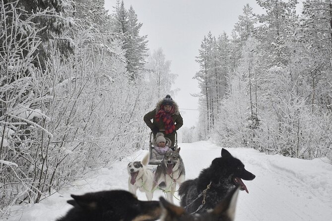 Rovaniemi: Drive Your Own Husky Team (6–10 km) & BBQ - Meeting the huskies is more than a quick photo stop