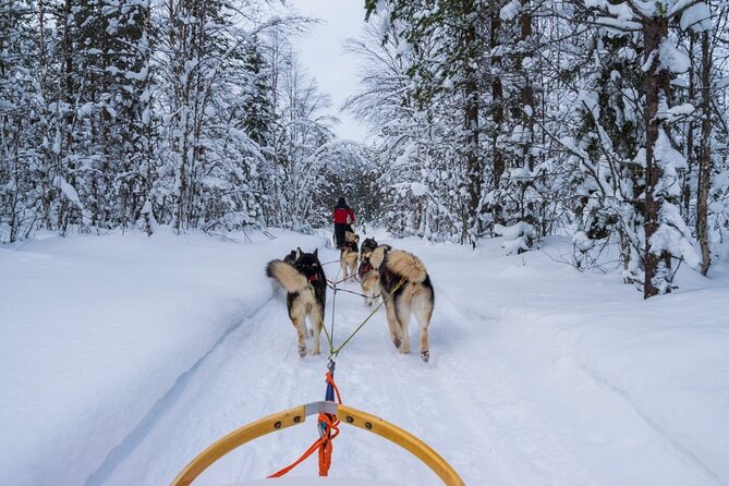 Rovaniemi: Drive Your Own Husky Team (6–10 km) & BBQ - Practical advice for a smoother day