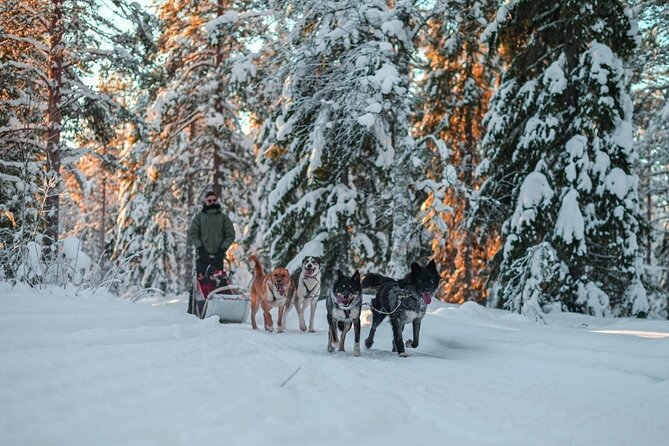 Rovaniemi: Drive Your Own Husky Team (6–10 km) & BBQ - Snowy forest scenery, with the weather in charge