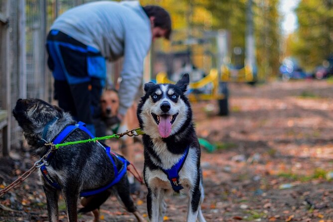 Rovaniemi: Drive Your Own Husky Team (Autumn) & BBQ - Key details before you book