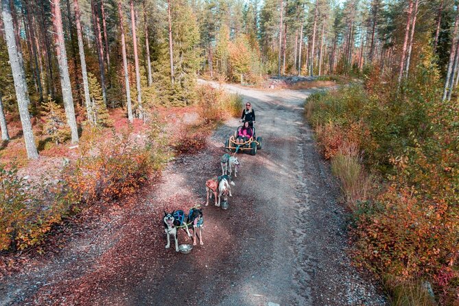 Rovaniemi: Drive Your Own Husky Team (Autumn) & BBQ - Why this husky outing feels different in autumn