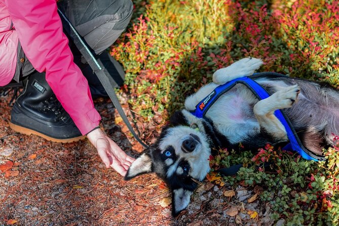 Rovaniemi: Drive Your Own Husky Team (Autumn) & BBQ - Is $264.29 a fair price?