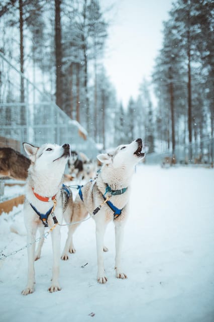 Rovaniemi: Early Winter Husky Sled Ride - Key points to know before booking