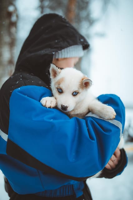 Rovaniemi: Early Winter Husky Sled Ride - A real husky drive, not just a sleigh ride