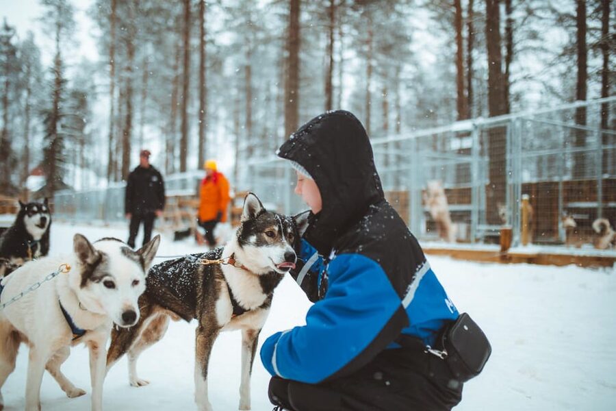 Rovaniemi: Early Winter Husky Sled Ride - Learning to be the musher