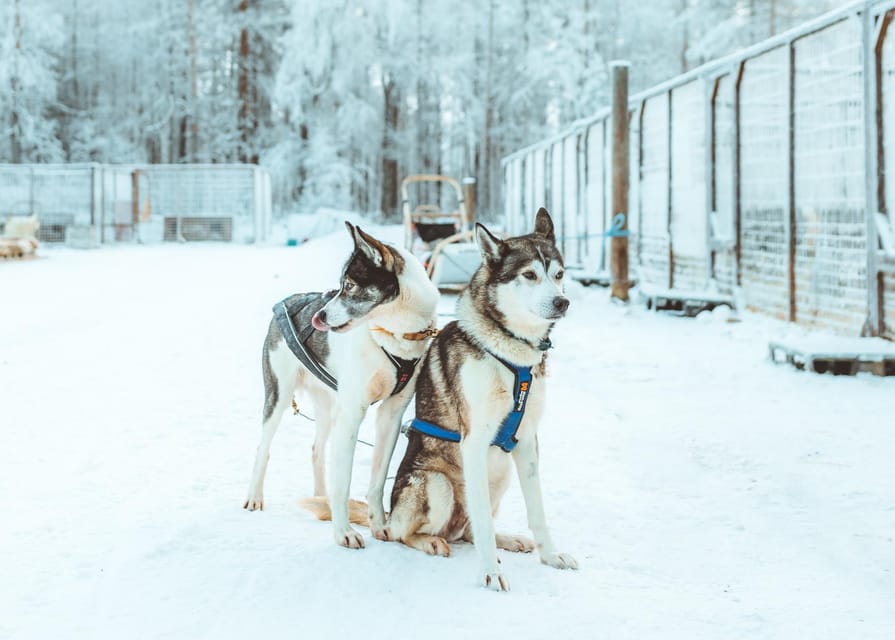 Rovaniemi: Early Winter Husky Sled Ride - The 3 km route through fields and forest