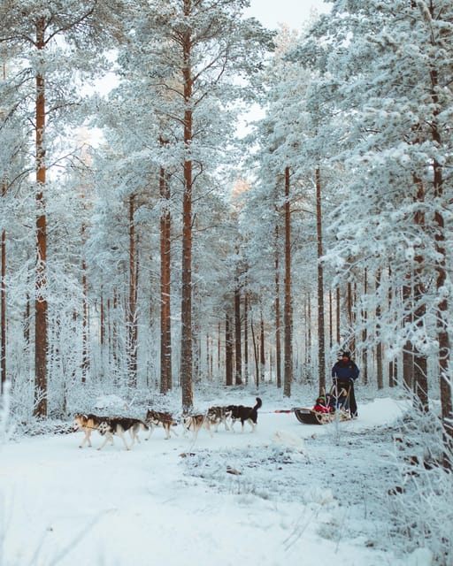 Rovaniemi: Early Winter Husky Sled Ride - Is $192 a fair price?