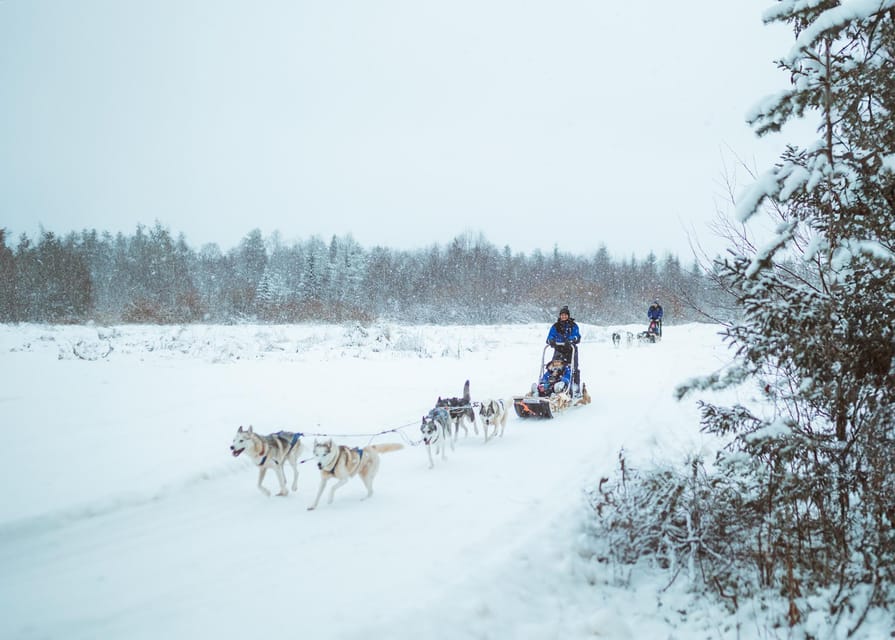 Rovaniemi: Early Winter Husky Sled Ride - Meeting the dogs before the safari