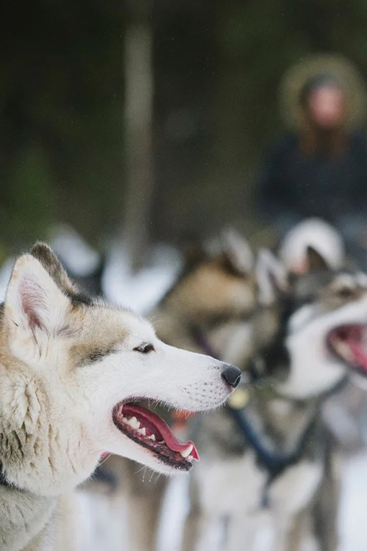 Rovaniemi: Family Friendly Husky Ride and Farm Visit - The five-minute sleigh ride