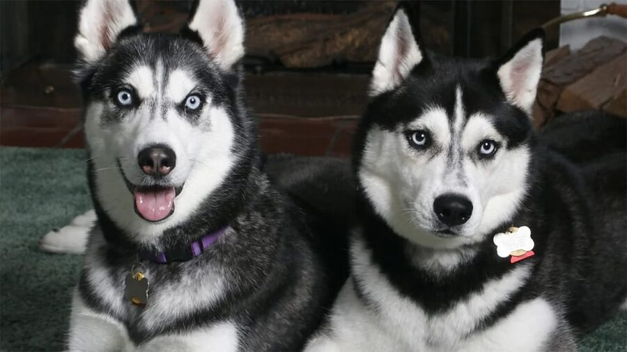 Rovaniemi: Family Friendly Husky Ride and Farm Visit - Time with the dogs after the ride