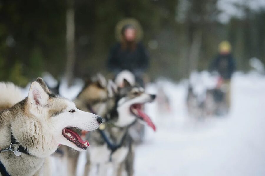 Rovaniemi: Family Friendly Husky Ride and Farm Visit - Should you book the husky farm visit?
