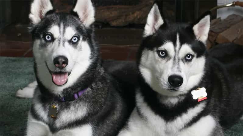 Rovaniemi: Family Friendly Husky Ride and Farm Visit - What happens at the husky farm