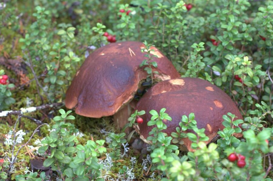 Rovaniemi forest foraging adventure: Pick, Prepare, Savor - Key points to know before you book