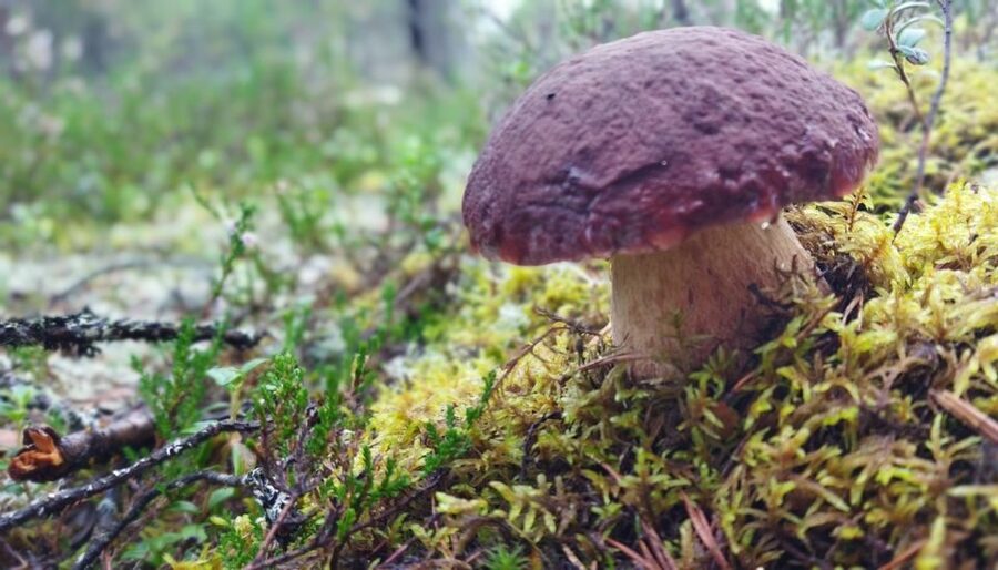 Rovaniemi forest foraging adventure: Pick, Prepare, Savor - Leaving Rovaniemi for the forest