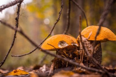 Rovaniemi forest foraging adventure: Pick, Prepare, Savor
