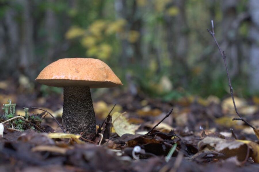 Rovaniemi forest foraging adventure: Pick, Prepare, Savor - A forest meal by an open fire