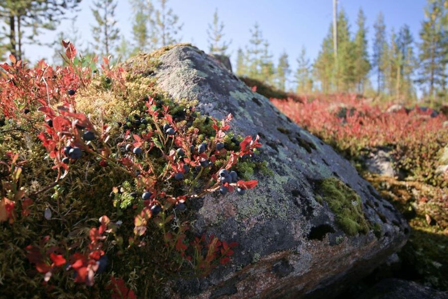 Rovaniemi forest foraging adventure: Pick, Prepare, Savor - What the small group changes