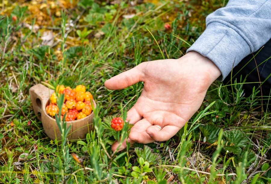 Rovaniemi forest foraging adventure: Pick, Prepare, Savor - Who will enjoy this outing most