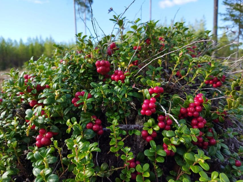 Rovaniemi forest foraging adventure: Pick, Prepare, Savor - The final call: book it for the lesson, not the basket