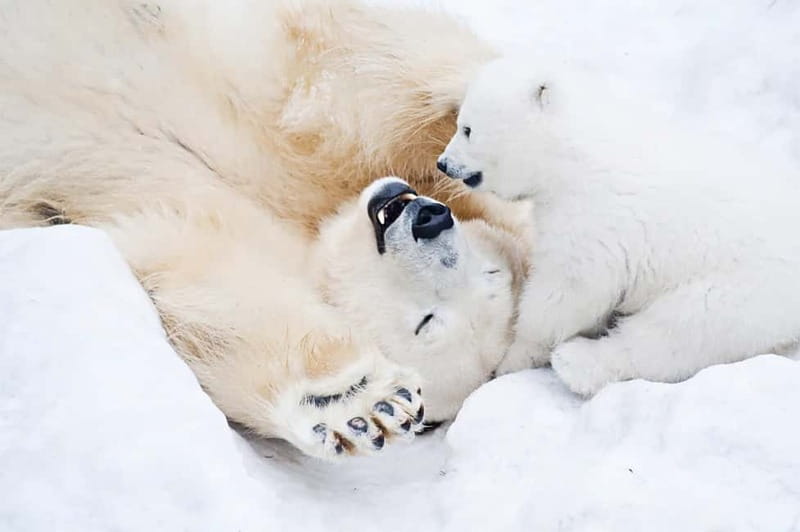 Rovaniemi: Full-Day Highlights Tour with Buffet Lunch - A compact introduction to Arctic Rovaniemi