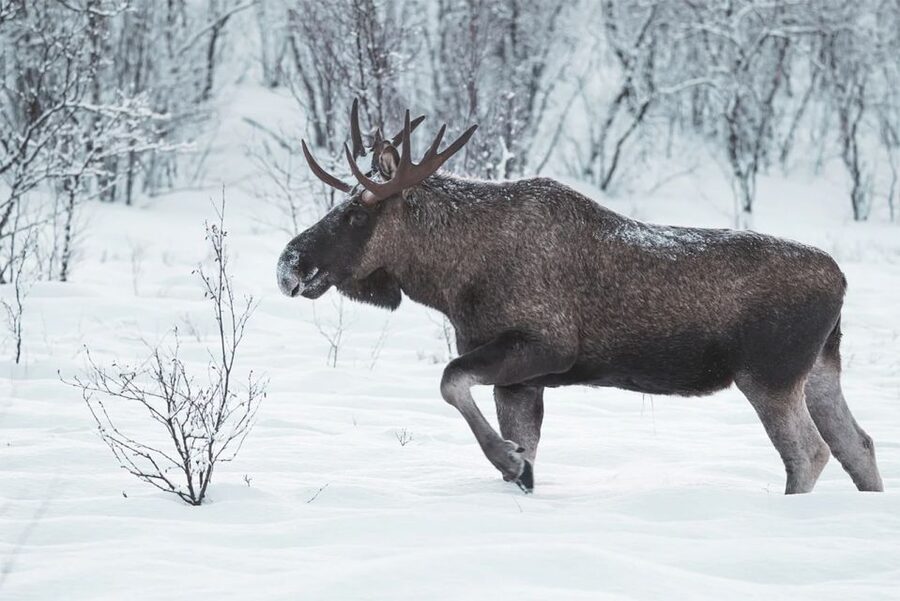 Rovaniemi: Full-Day Highlights Tour with Buffet Lunch - Arktikum puts the Arctic in context
