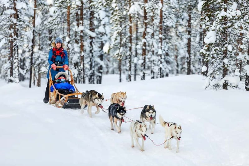Rovaniemi: Full-Day Highlights Tour with Buffet Lunch - What the buffet lunch adds