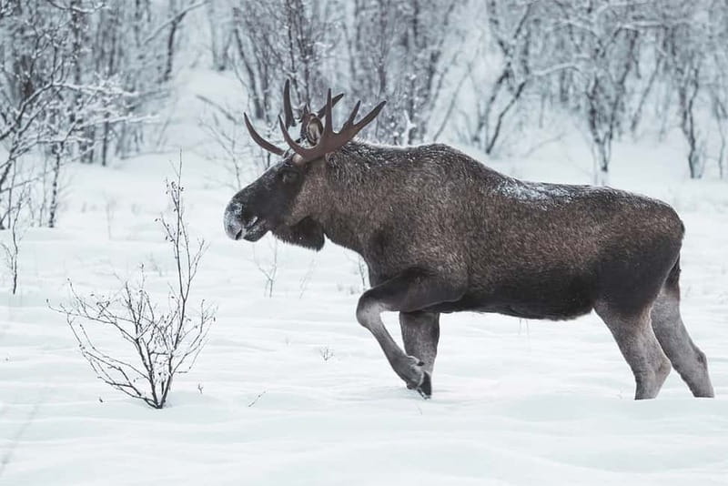 Rovaniemi: Full-Day Highlights Tour with Buffet Lunch - Transport, timing, and the feel of the day
