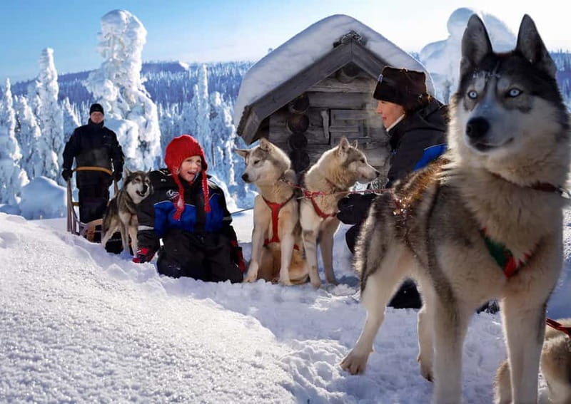 Rovaniemi: Full-Day Highlights Tour with Buffet Lunch - Is $294 a fair price?