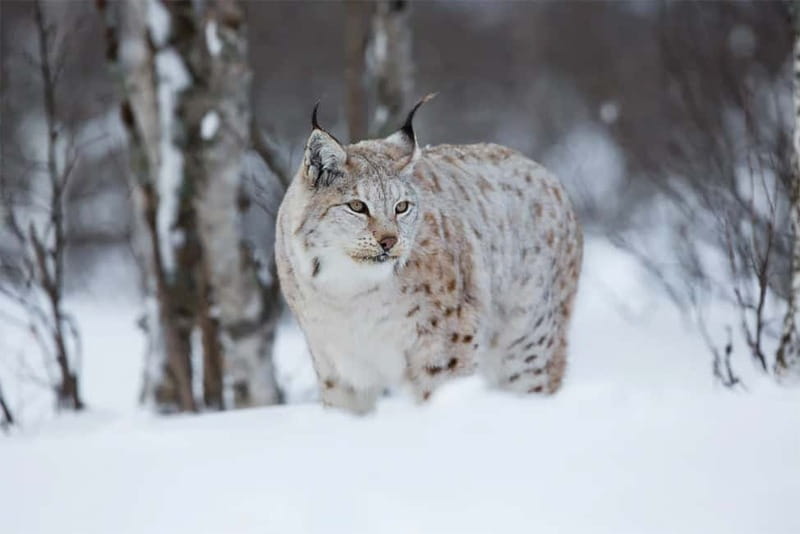 Rovaniemi: Full-Day Highlights Tour with Buffet Lunch - Husky power and a quiet reindeer ride