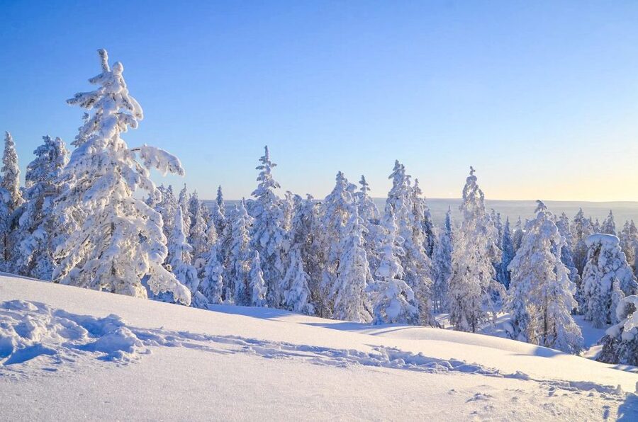 Rovaniemi: Guided Wilderness Snowmobile Ride - Should you book the Rovaniemi snowmobile ride?