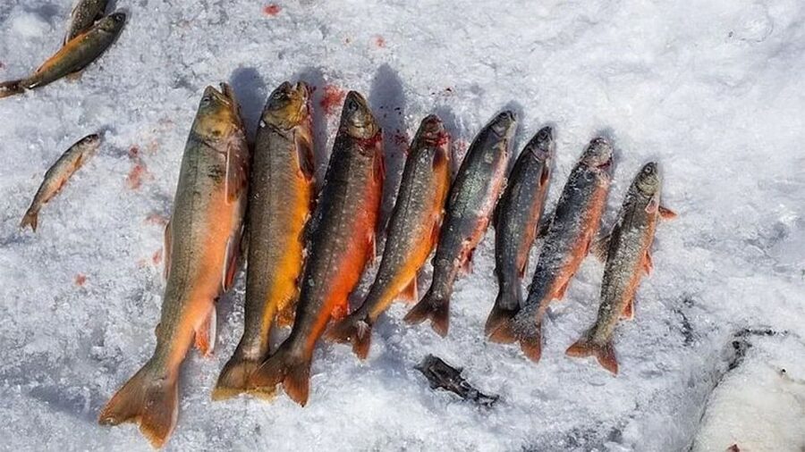 Rovaniemi: Half-Day Snowmobile & Ice Fishing Experience - Frozen lake ice fishing in Lapland