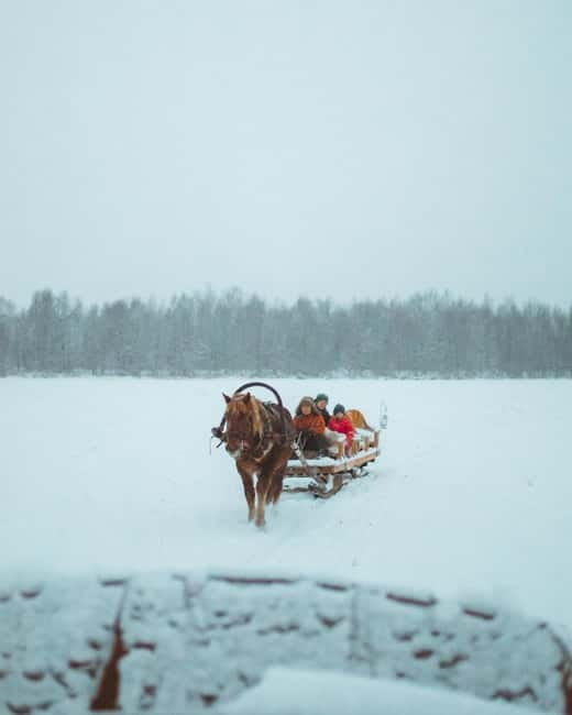 Rovaniemi: Horse Sleigh Ride under the Night Sky - Looking for Northern Lights without a promise
