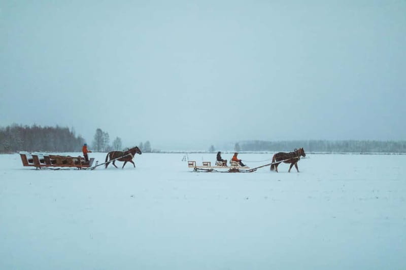 Rovaniemi: Horse Sleigh Ride under the Night Sky - Who should book this evening