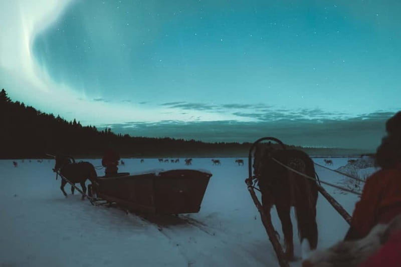 Rovaniemi: Horse Sleigh Ride under the Night Sky - Should you book the horse sleigh ride?