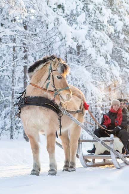 Rovaniemi: Horse Sleigh Ride under the Night Sky - Why the horse sleigh ride works