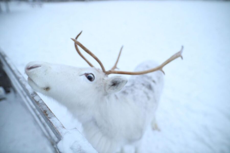 Rovaniemi: Husky and reindeer farm visit with sleigh rides - Key points to know before booking