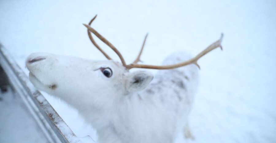 Rovaniemi: Husky and reindeer farm visit with sleigh rides - A four-hour introduction to Lapland’s working animals